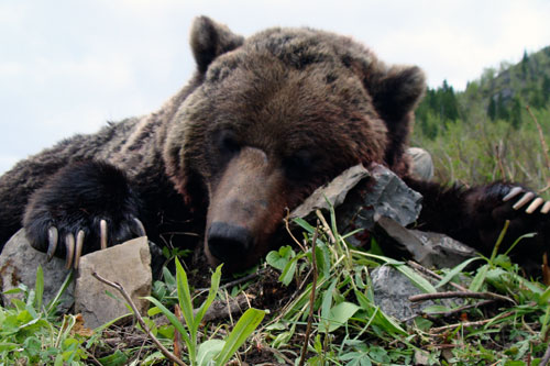 Interior Mountain Grizzly Hunts