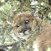 Cougar, Lynx, Bobcat, Wolf - Picture Gallery