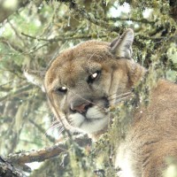 Cougar, Lynx, Bobcat, Wolf