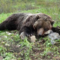 Interior Mountain Grizzly