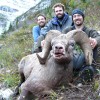 Rocky Mountain Bighorn Sheep - Picture Gallery