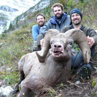 Rocky Mountain Bighorn Sheep