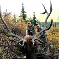 Rocky Mountain Elk