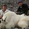 Rocky Mountain Goat - Picture Gallery