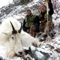 Rocky Mountain Goat