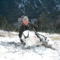 Rocky Mountain Goat