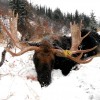 Shiras Moose - Picture Gallery